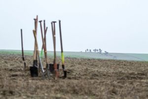 Granty na výsadby stromů 2020 - Sázíme budoucnost