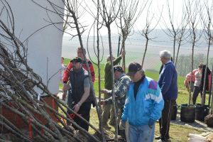 Výsadba zeleně v obci Vedrovice (ATCZ142-klimatická zeleň)