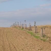 Moravský Písek PA026895 1