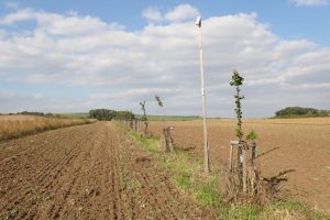 Agrolesní výsadby jsou sledovány a udržovány