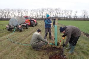 Výsadba stromořadí v obci Zvonovice (ATCZ142 - klimatická zeleň)