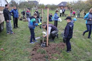 Výsadba stromů v areálu ZŠ Dolní Bojanovice (ATCZ142) Klimatická zeleň