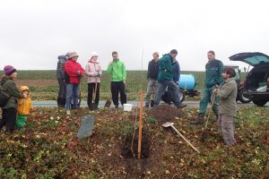 Výsadba stromořadí v Křenovicích - ATCZ142 - Klimatická zeleň